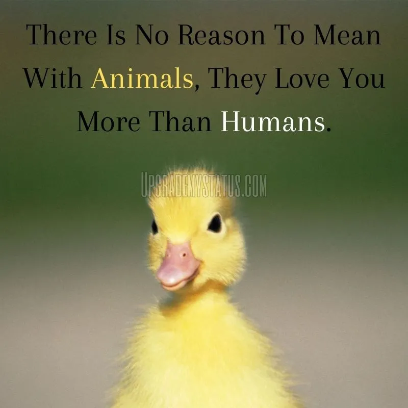 image of a yellow chicken and quotes about animal's love written on it.